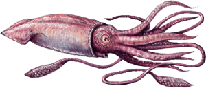Squid PNG-47190